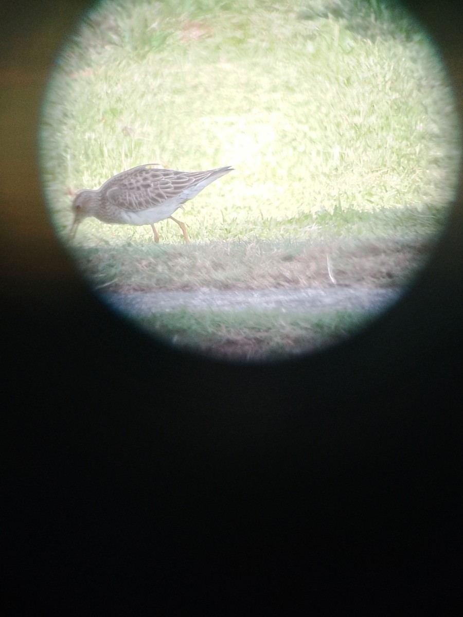 Pectoral Sandpiper - ML659406060