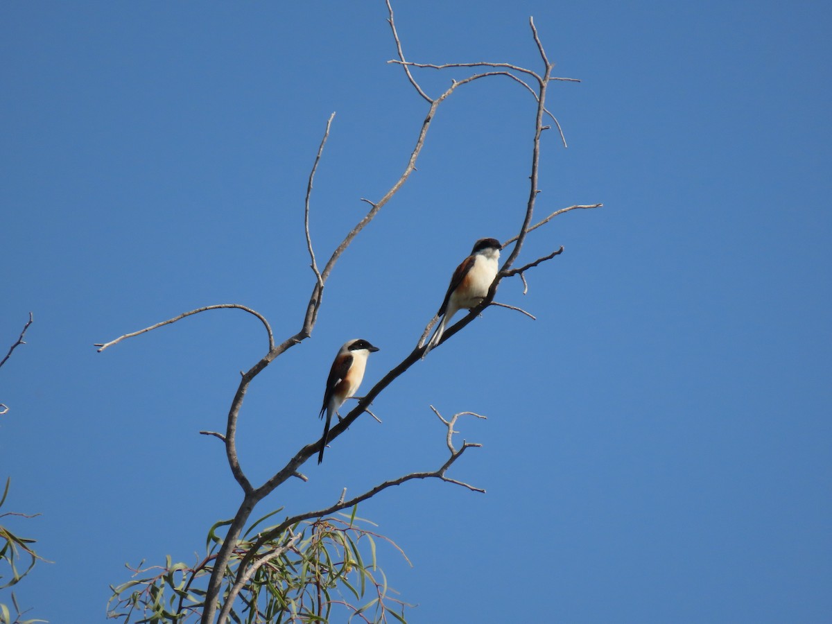 Bay-backed Shrike - ML659406066