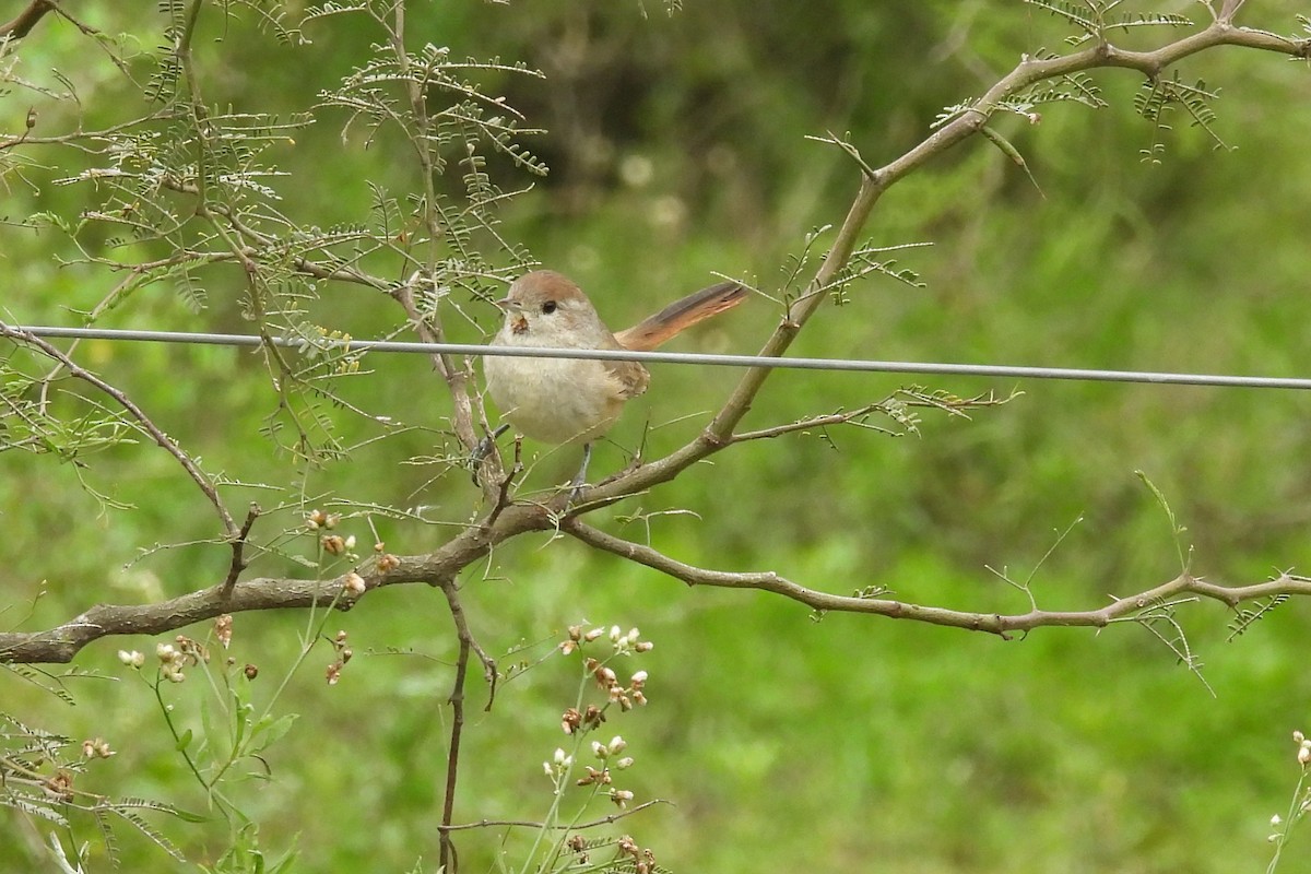 Short-billed Canastero - ML659406072