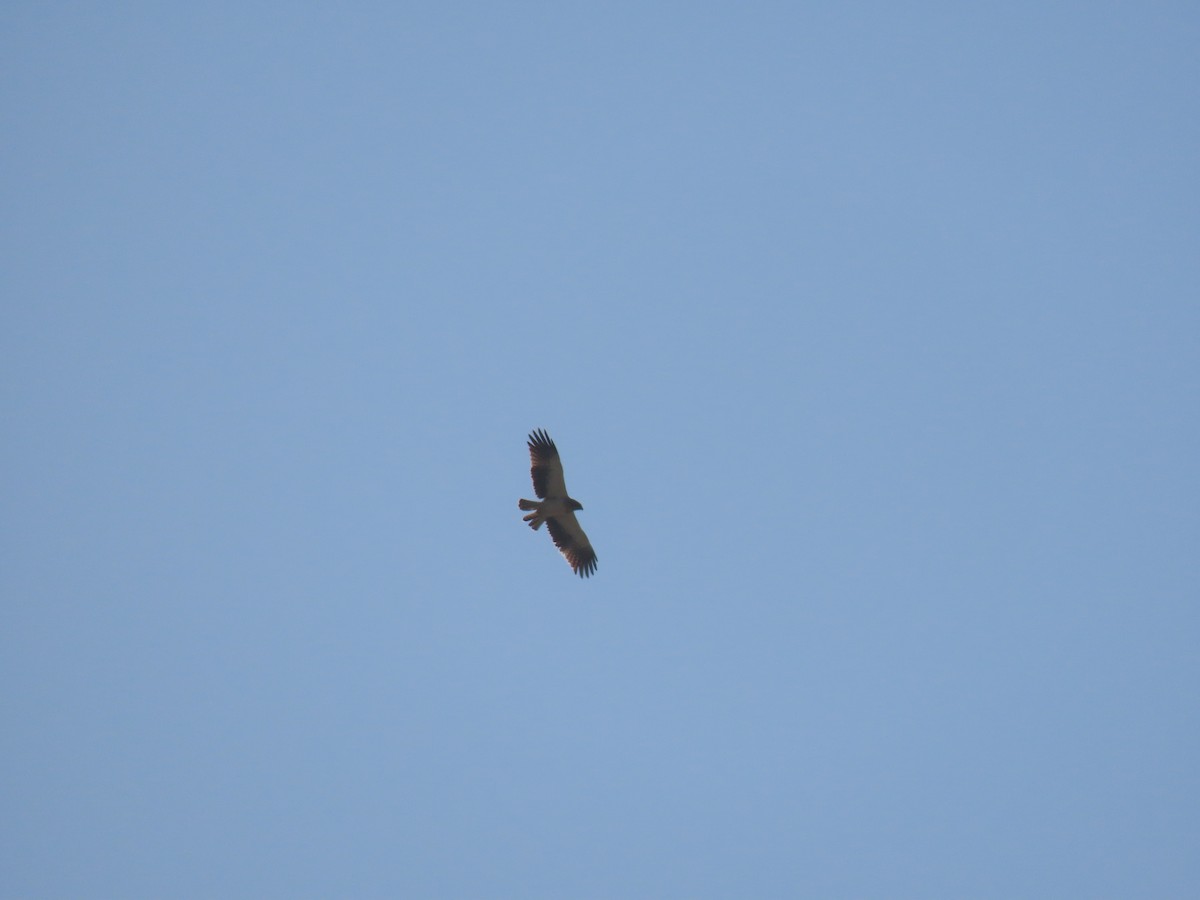 Booted Eagle - ML659406096