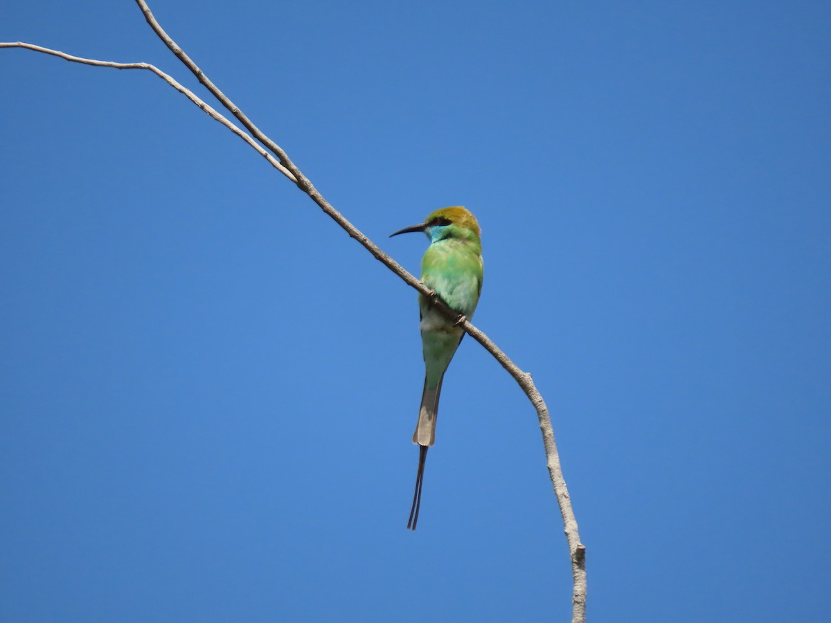 Asian Green Bee-eater - ML659406140