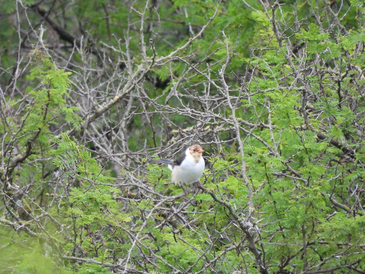 Yellow-billed Cardinal - ML659406165