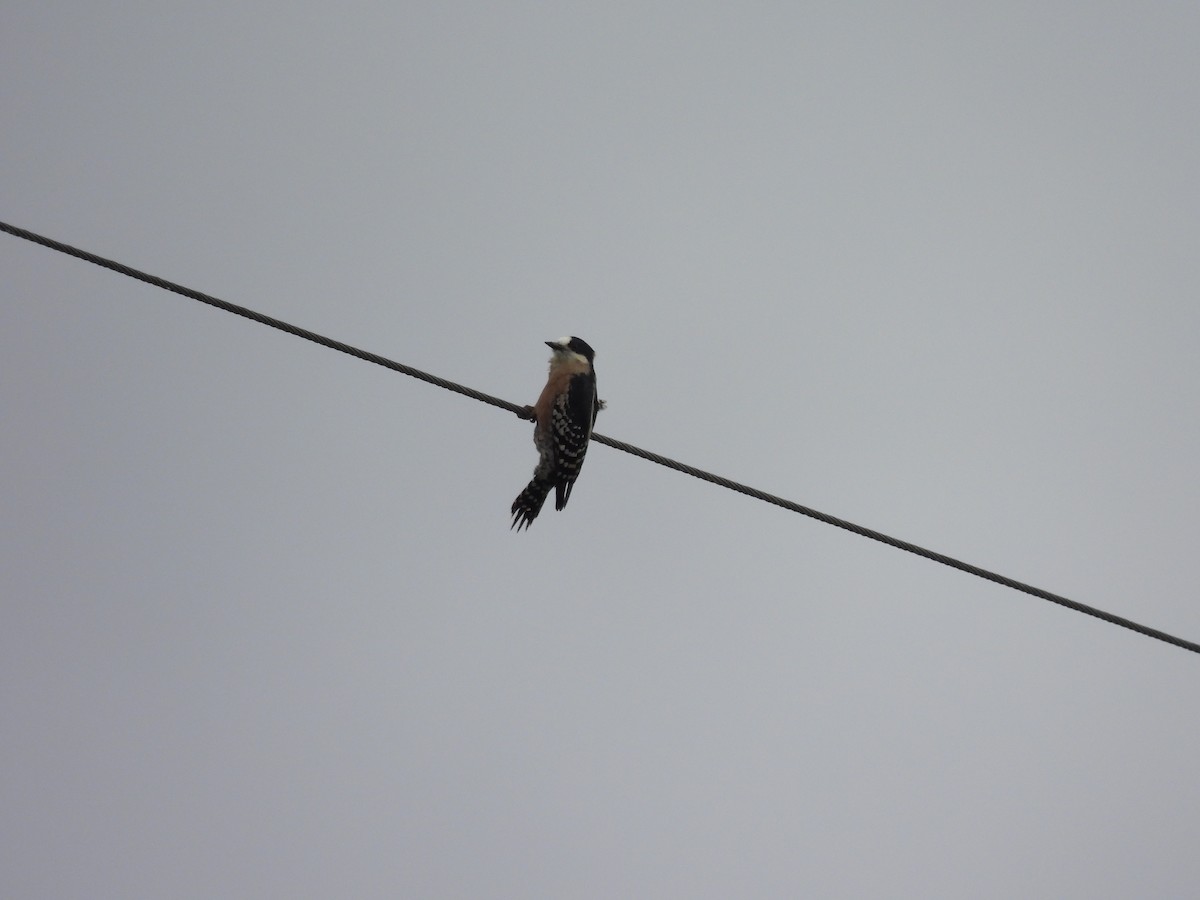 White-fronted Woodpecker - ML659406197