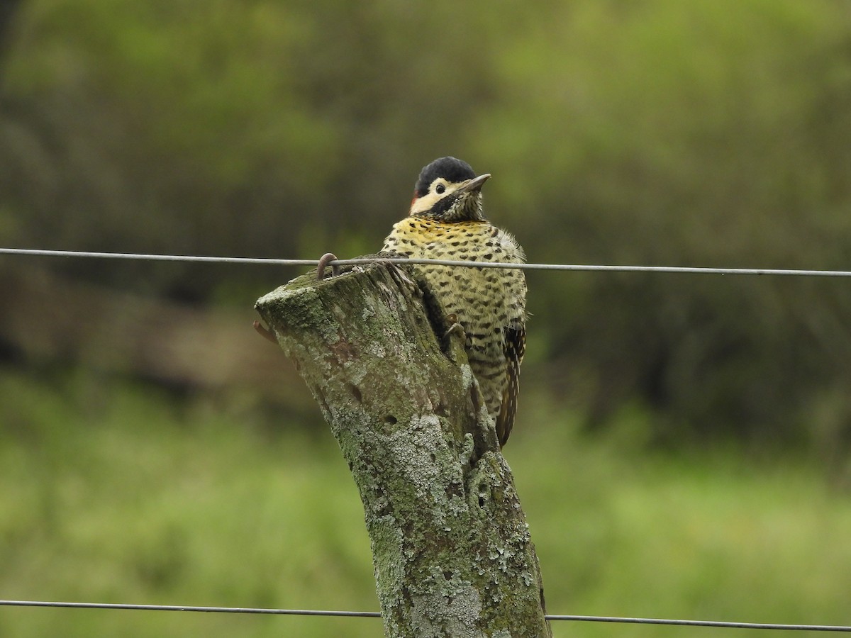 Green-barred Woodpecker (Golden-breasted) - ML659406209
