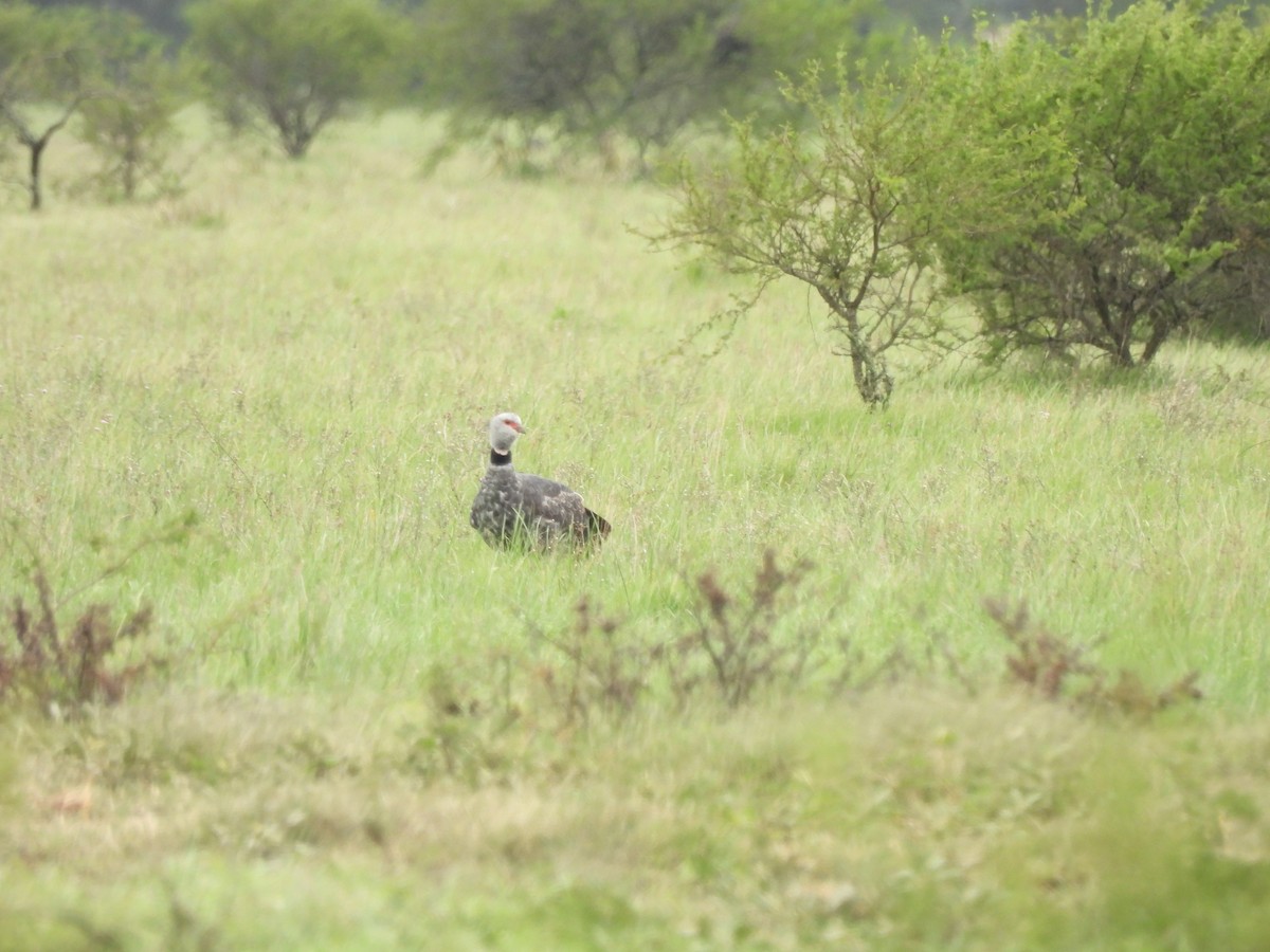 Southern Screamer - ML659406225