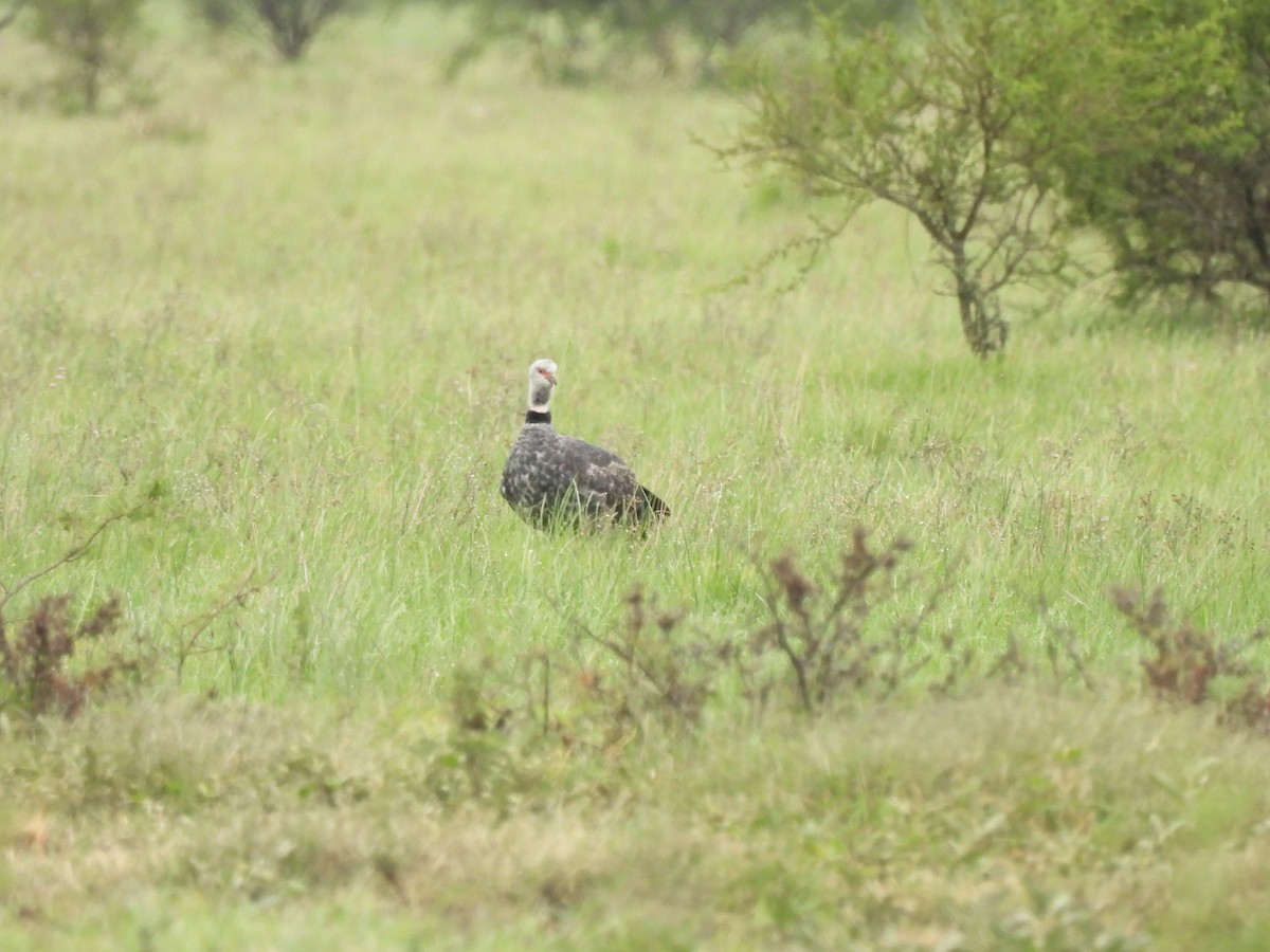 Southern Screamer - ML659406226