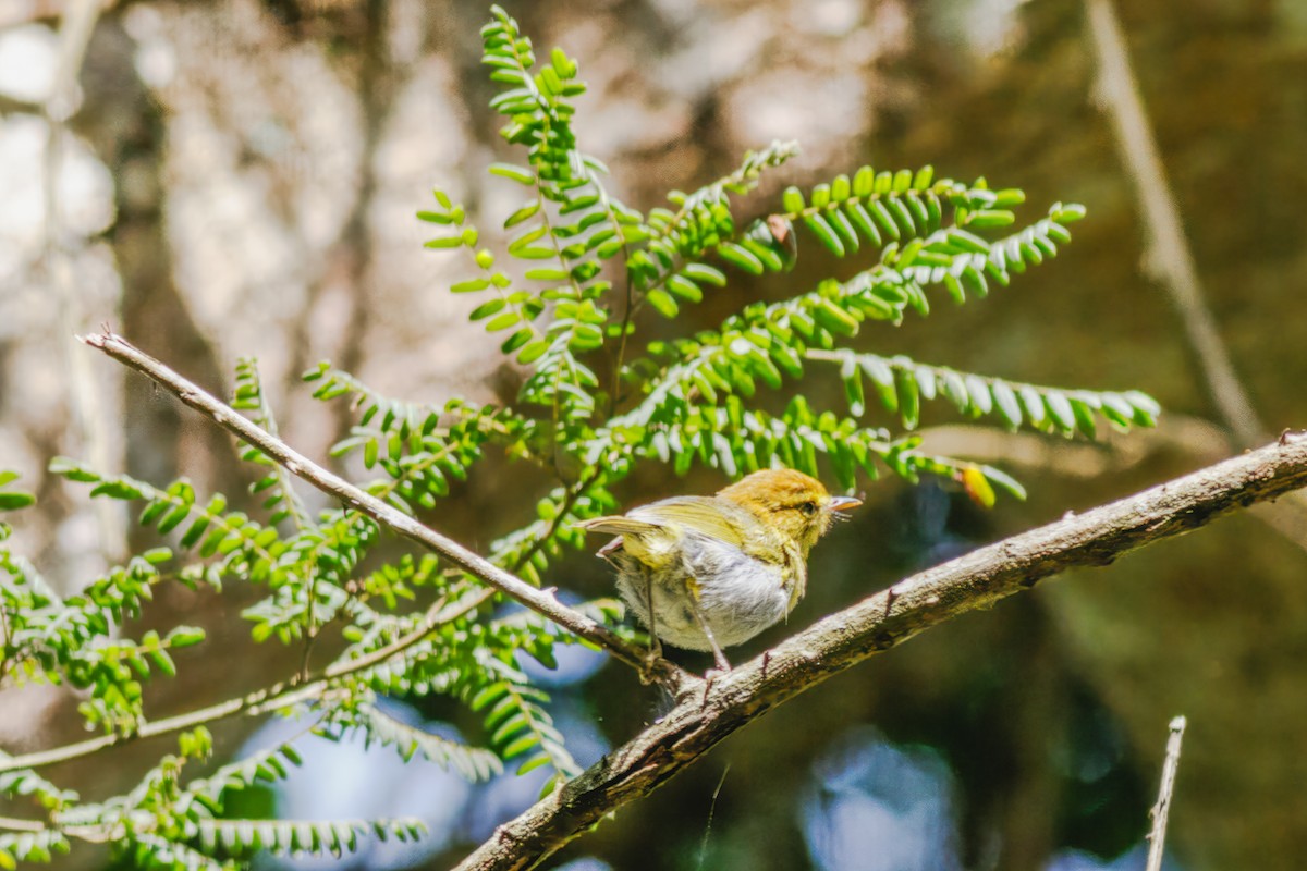Yellow-throated Woodland-Warbler - ML659406228