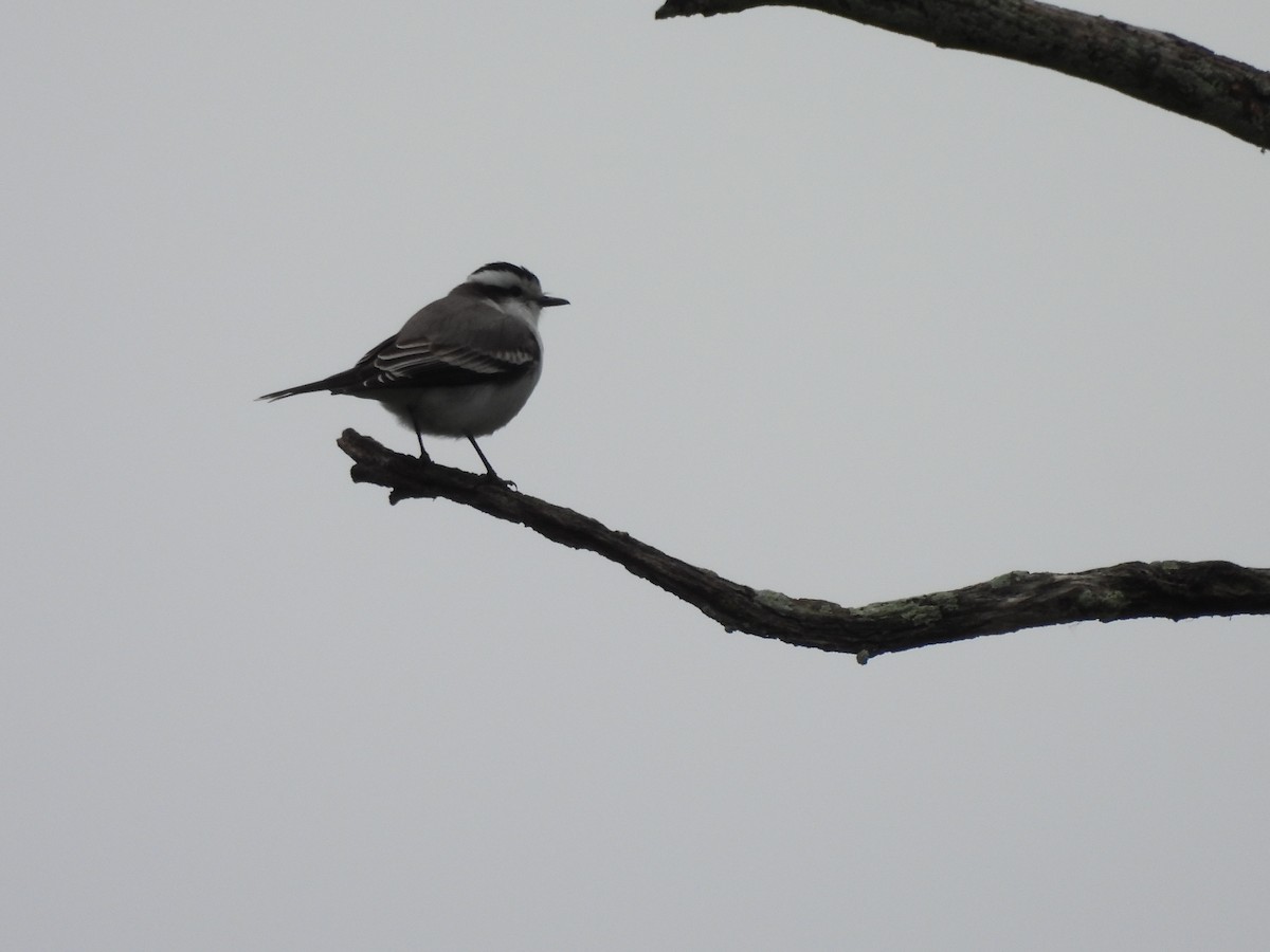 Black-crowned Monjita - ML659406274