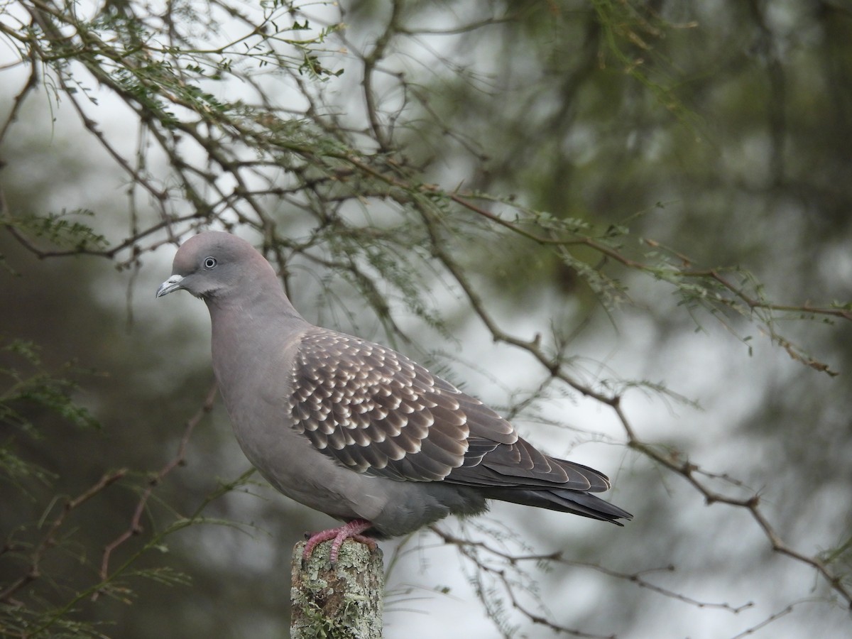 Spot-winged Pigeon (maculosa) - ML659406284