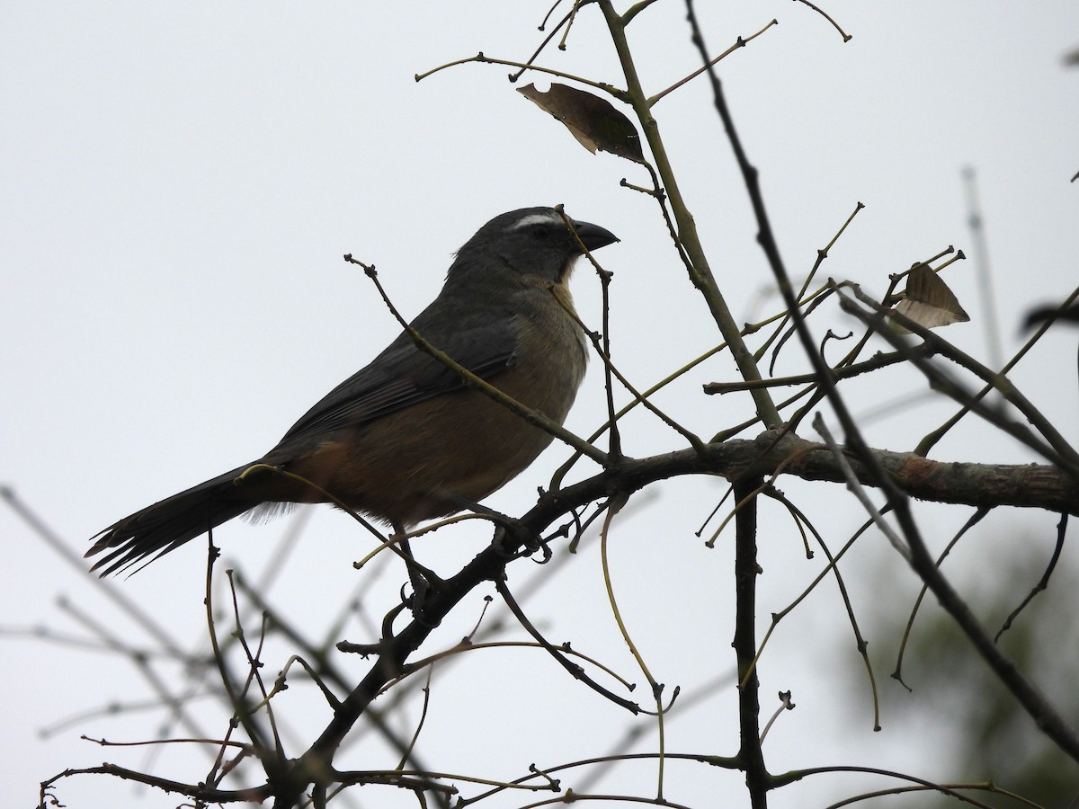Bluish-gray Saltator - ML659406356