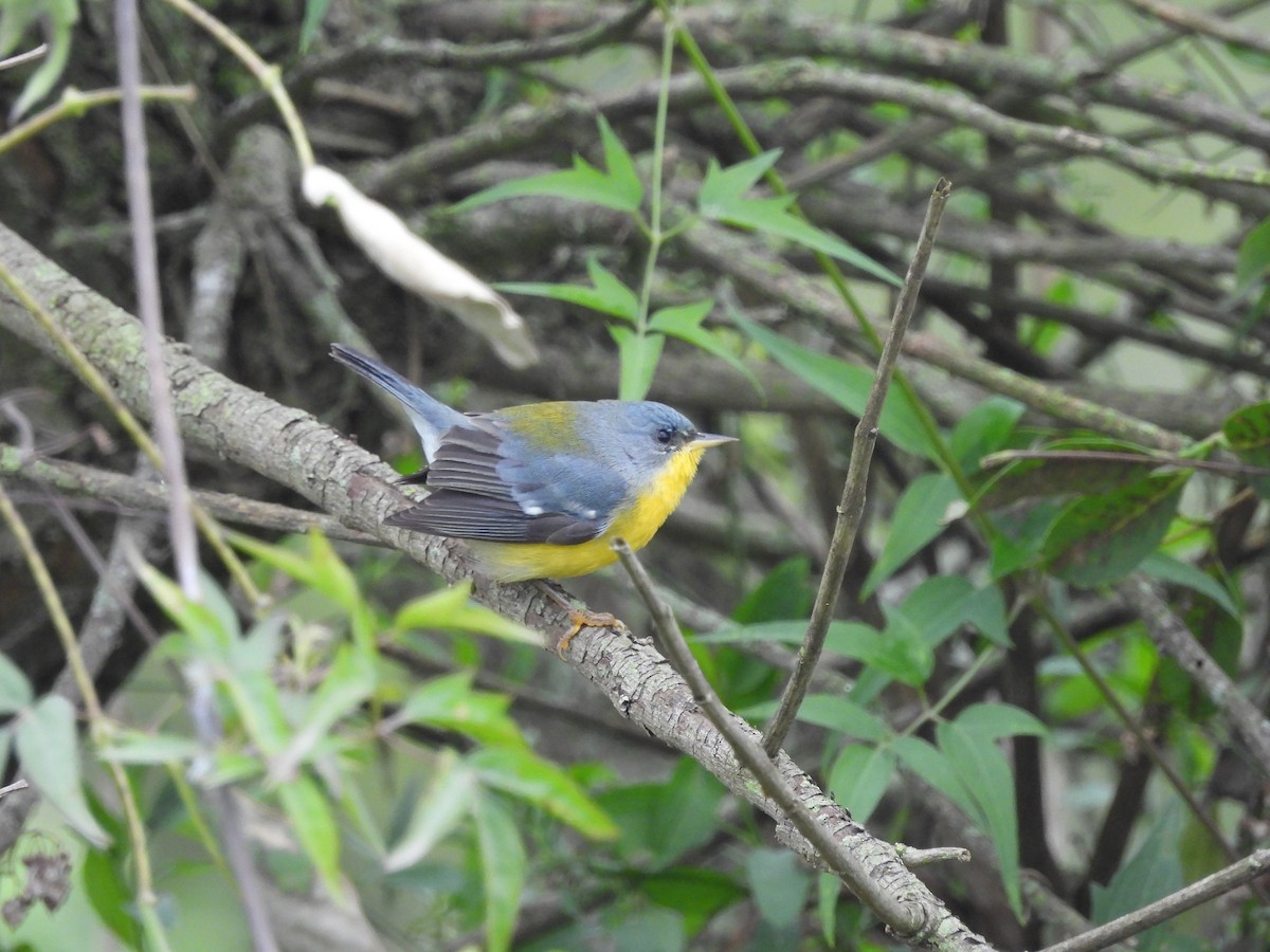 Tropical Parula - ML659406393