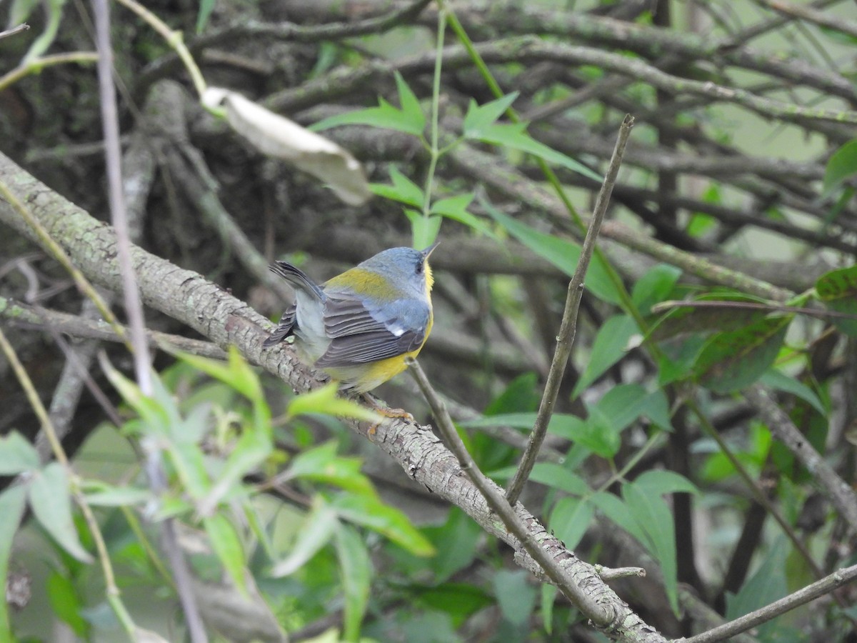 Tropical Parula - ML659406394