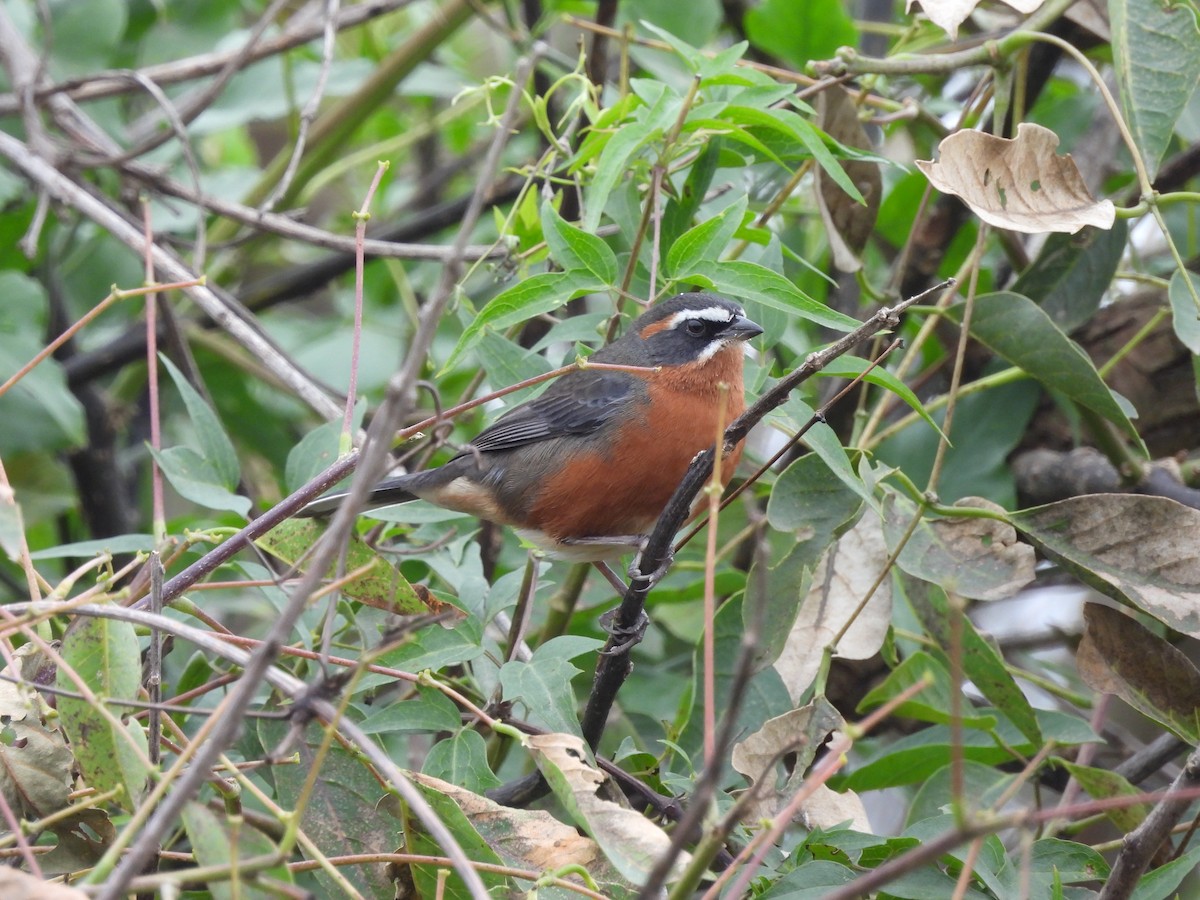 Black-and-rufous Warbling Finch - ML659406433