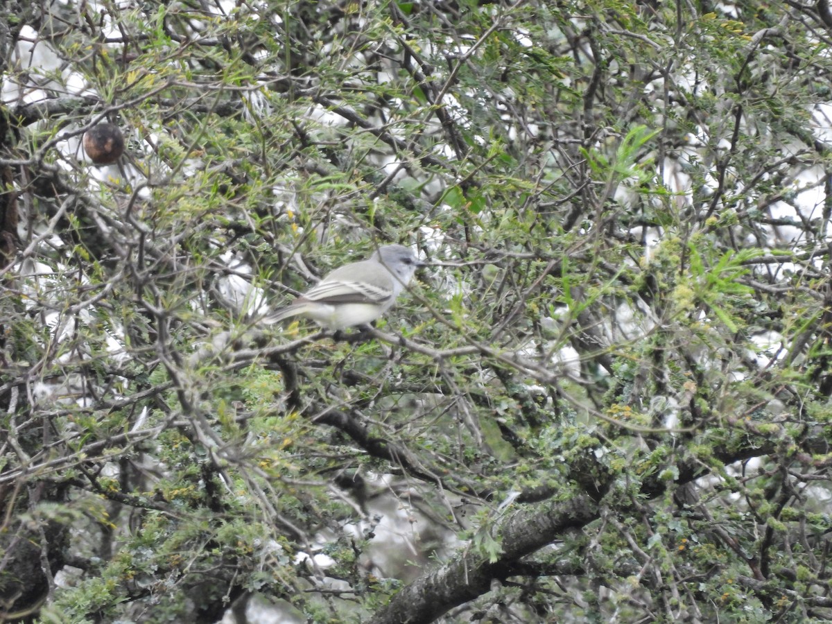 Suiriri Flycatcher - ML659406452