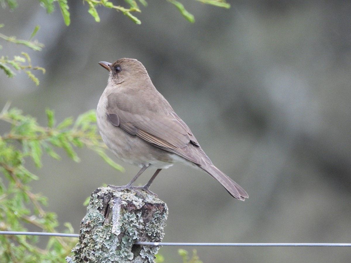 Creamy-bellied Thrush - ML659406459