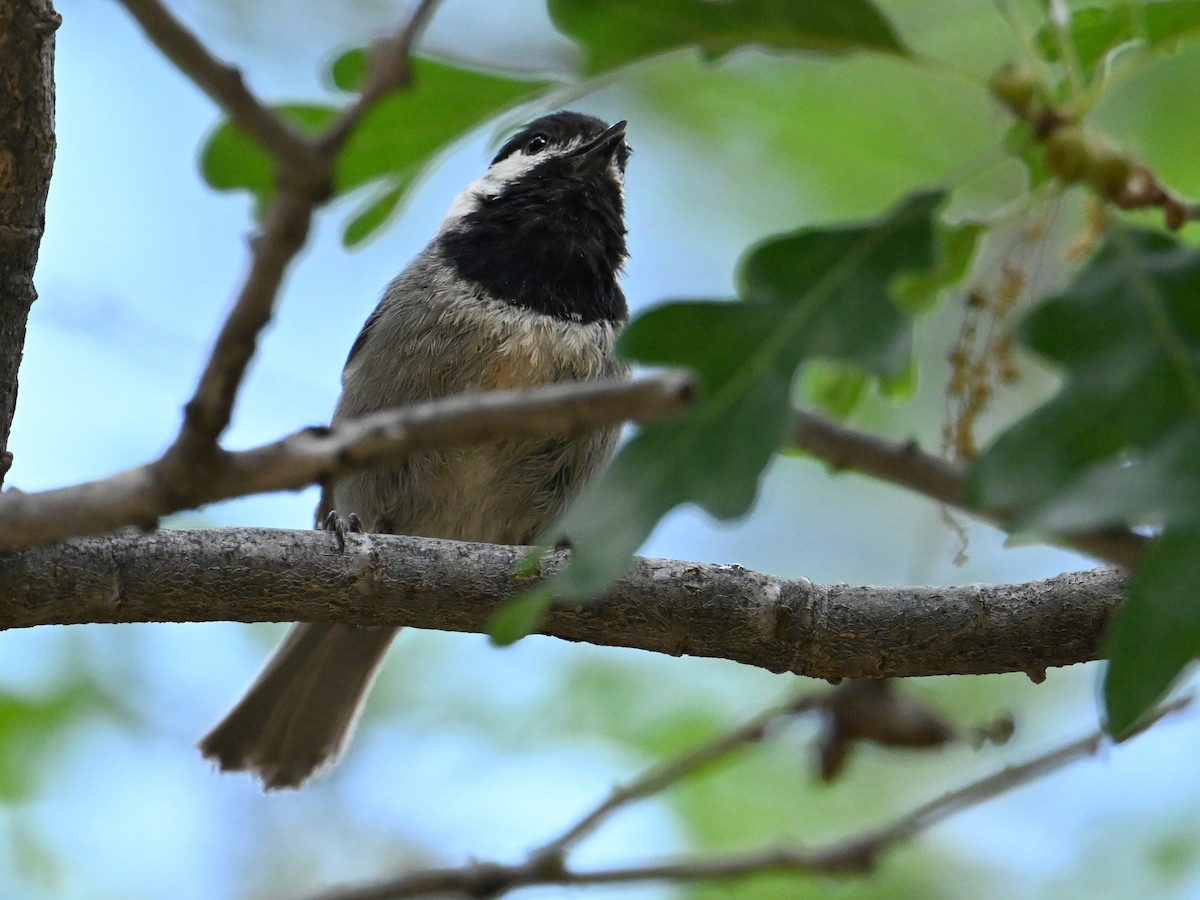Mexican Chickadee - ML659406608