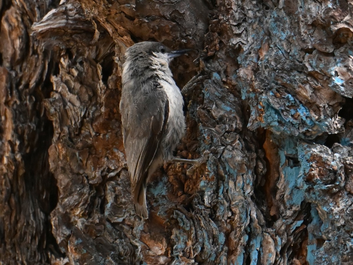 Pygmy Nuthatch - ML659406665