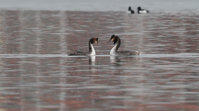 Great Crested Grebe - ML659406954