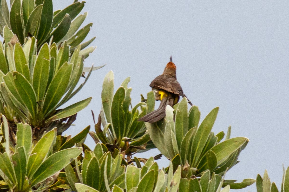 Gurney's Sugarbird - ML659407219