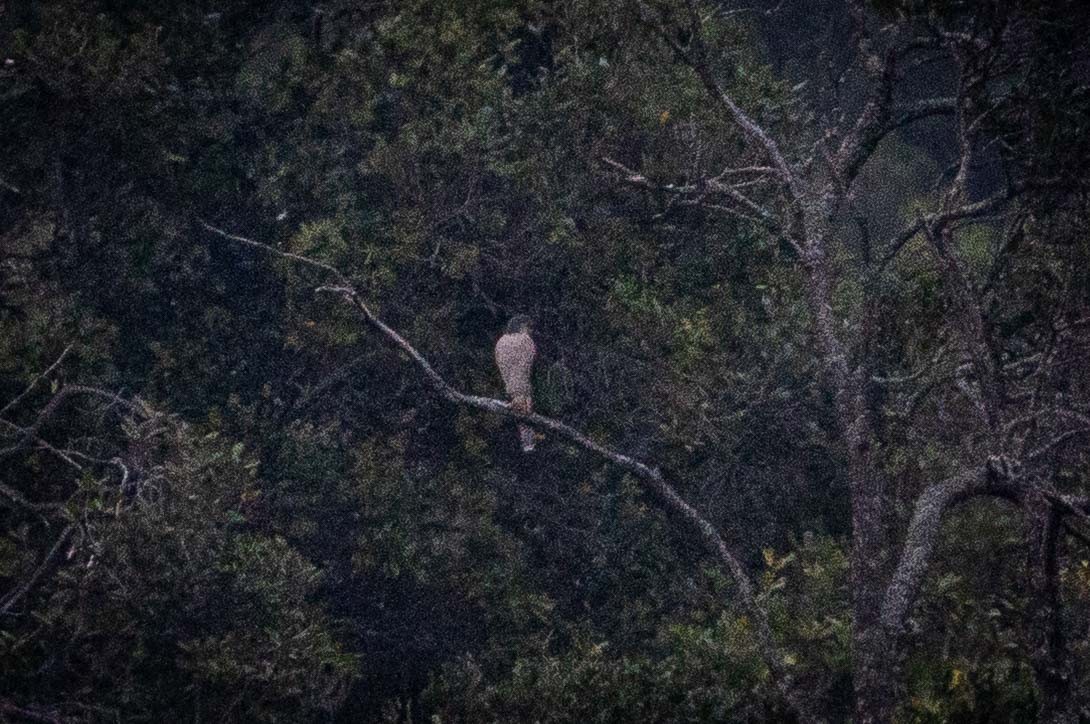 African Goshawk - ML659407627