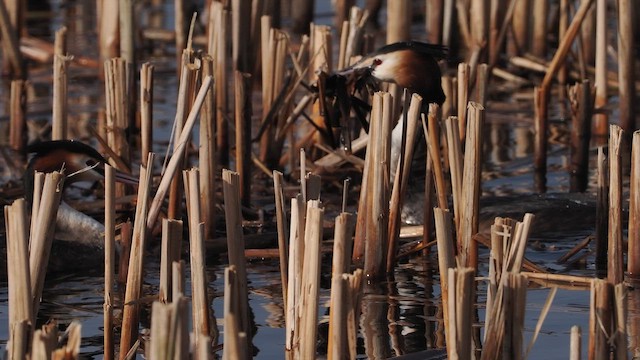 Great Crested Grebe - ML659408019