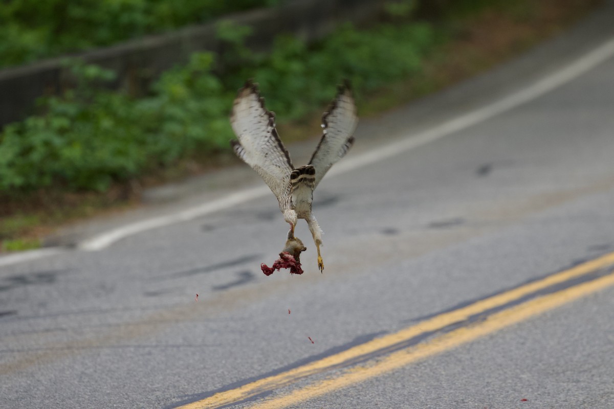 Broad-winged Hawk - ML659408345