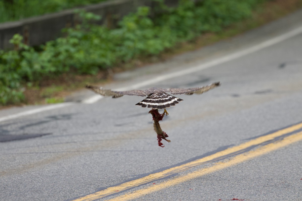 Broad-winged Hawk - ML659408347