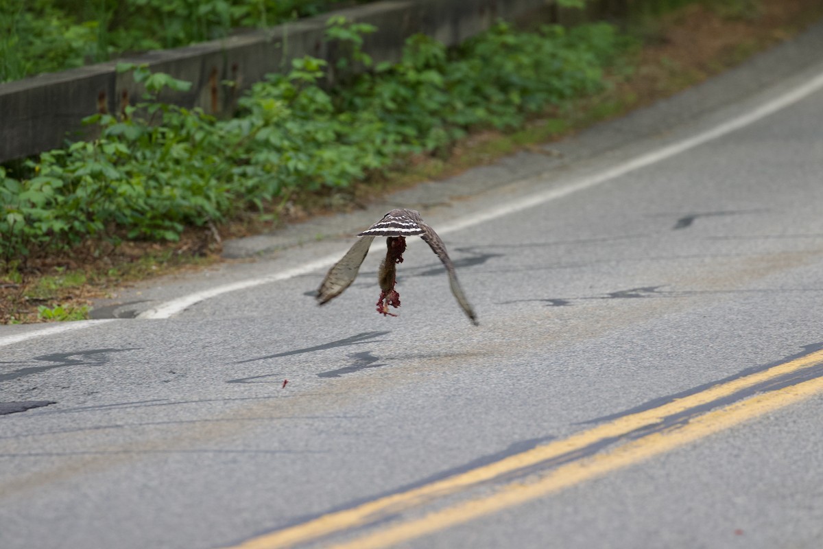 Broad-winged Hawk - ML659408348