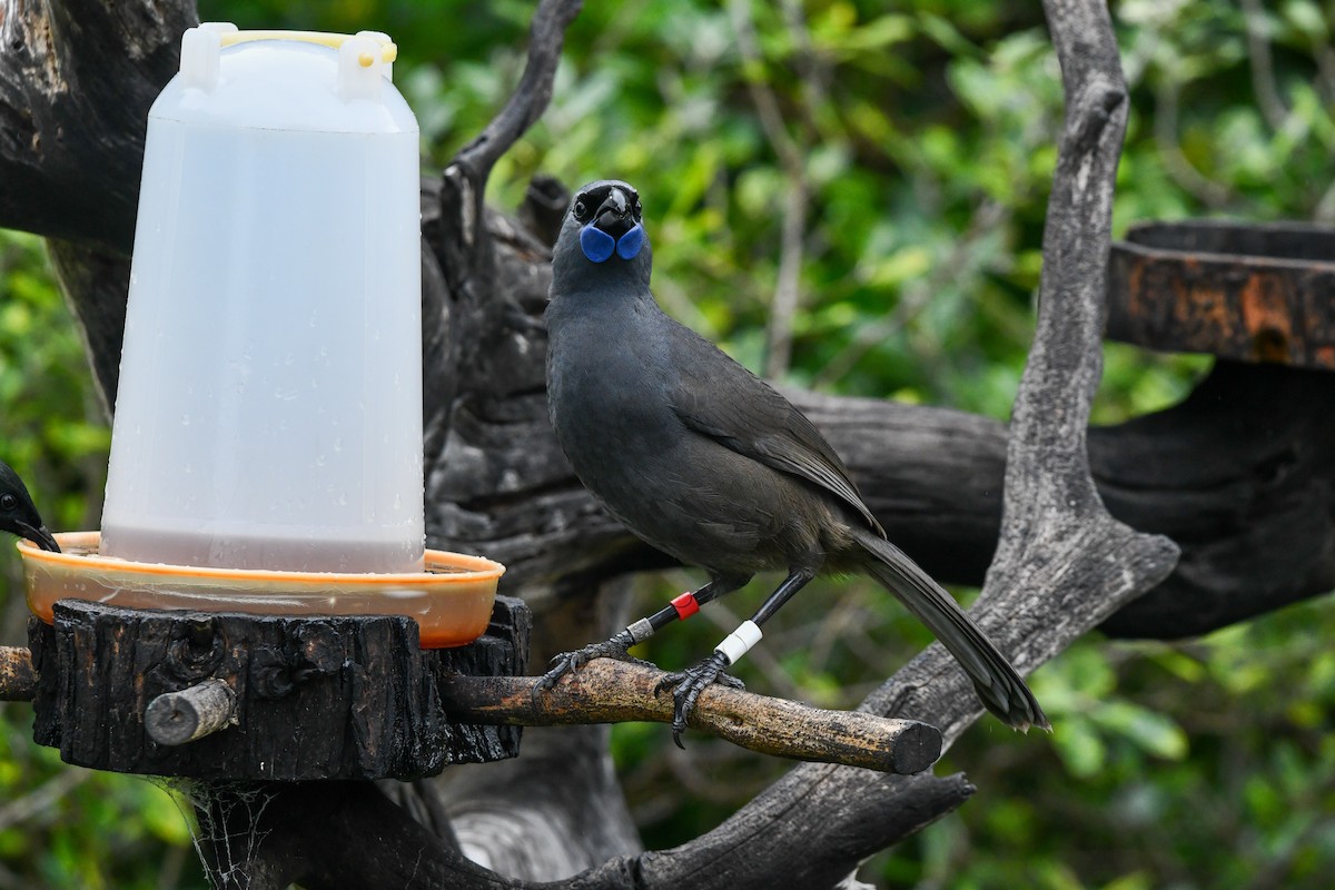 North Island Kokako - ML659408388