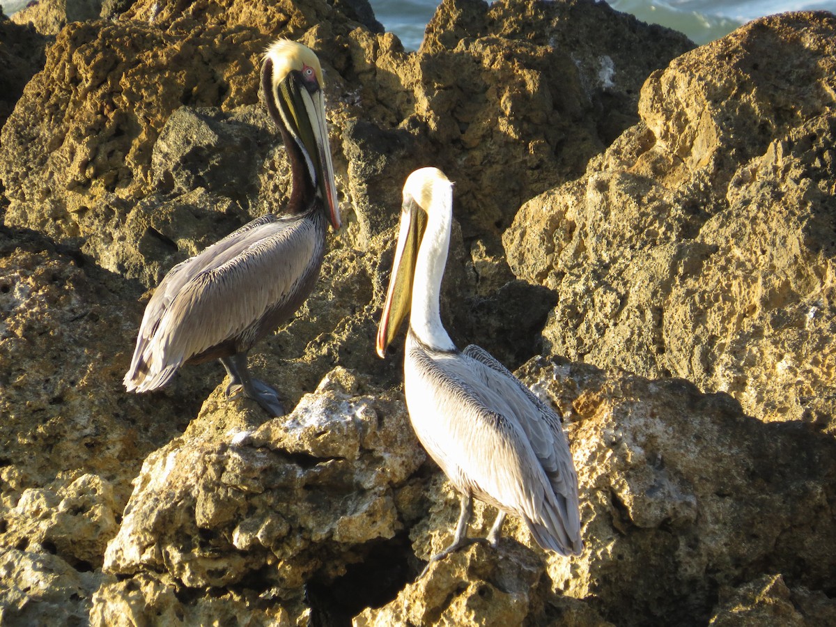 Brown Pelican - Lauri Taylor