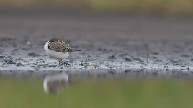 環頸鴴 - ML659409185