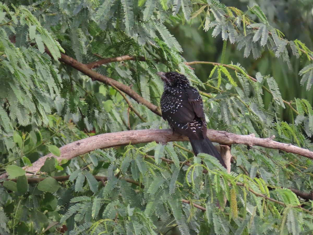 Asian Koel - ML659409296