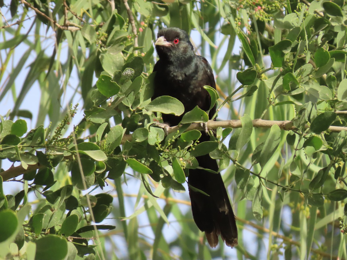 Asian Koel - ML659409306