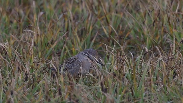 長嘴半蹼鷸 - ML659409581