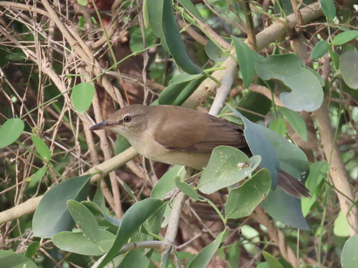 Great Reed Warbler - ML659409806