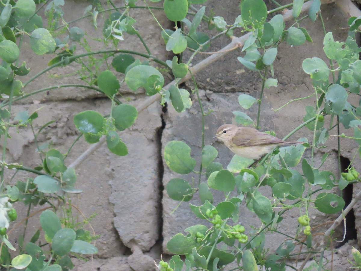 Common Chiffchaff - ML659409851