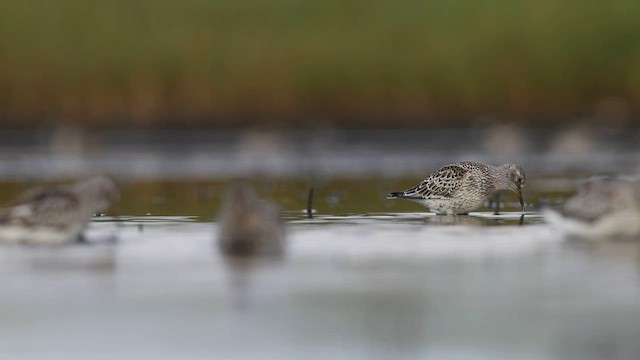 Rock Sandpiper (Pribilof Is.) - ML659409856