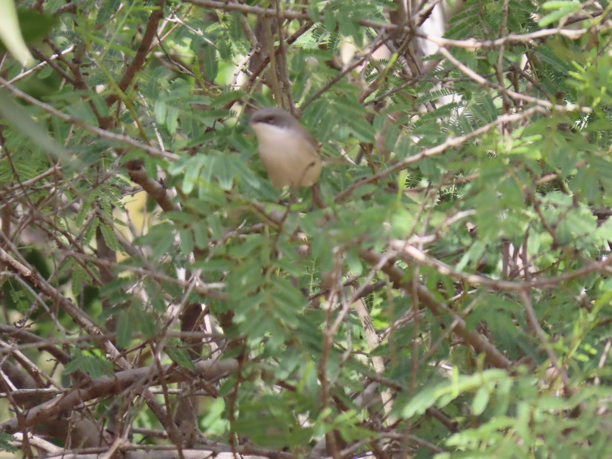 Lesser Whitethroat (Desert) - ML659409916