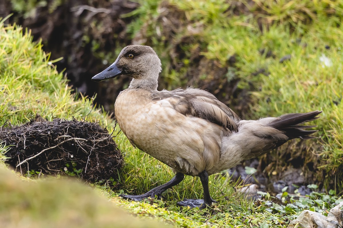 Crested Duck - ML659409919