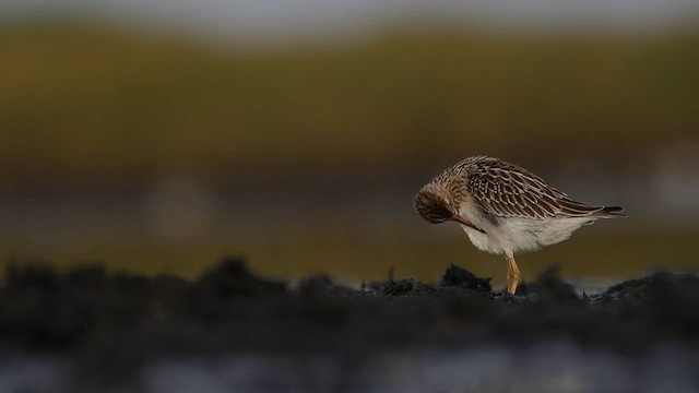 Pectoral Sandpiper - ML659409920