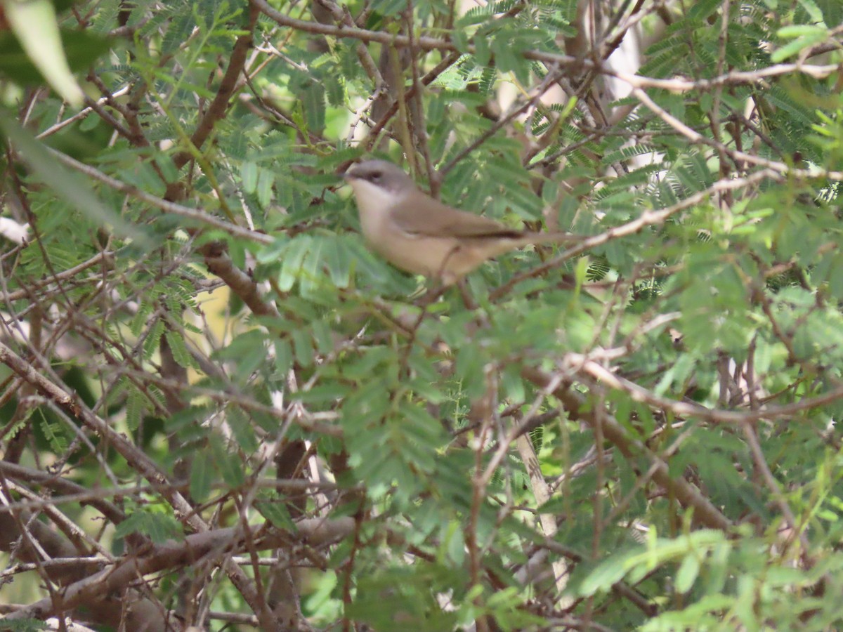 Lesser Whitethroat (Desert) - ML659409939