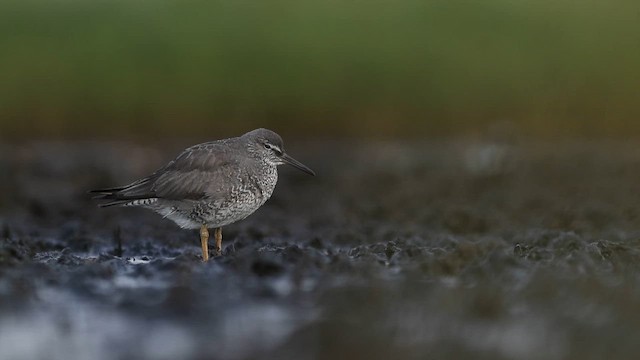美洲黃足鷸 - ML659410005