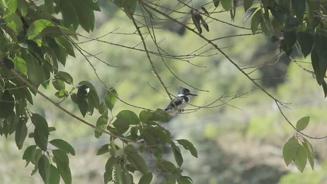Amazon Kingfisher - ML659410034