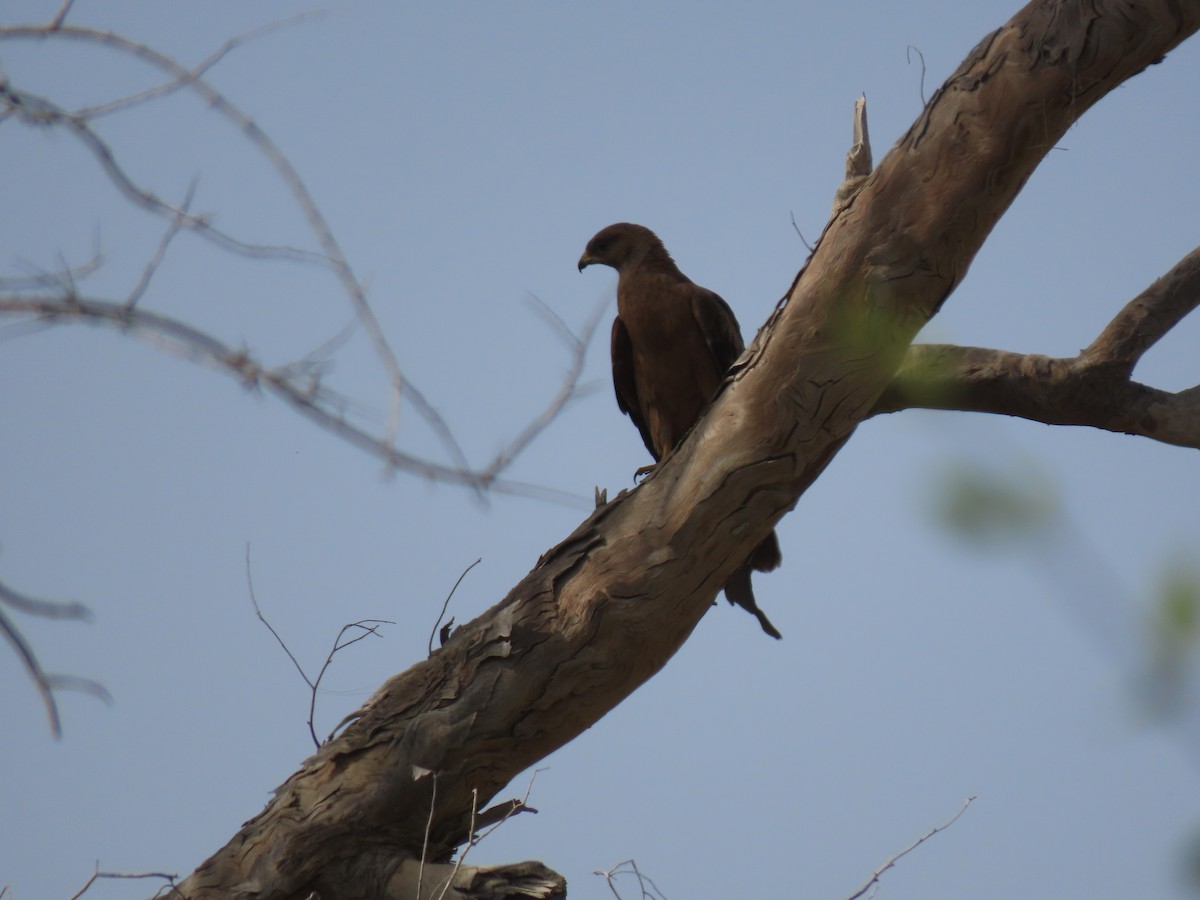 Oriental Honey-buzzard - ML659410092