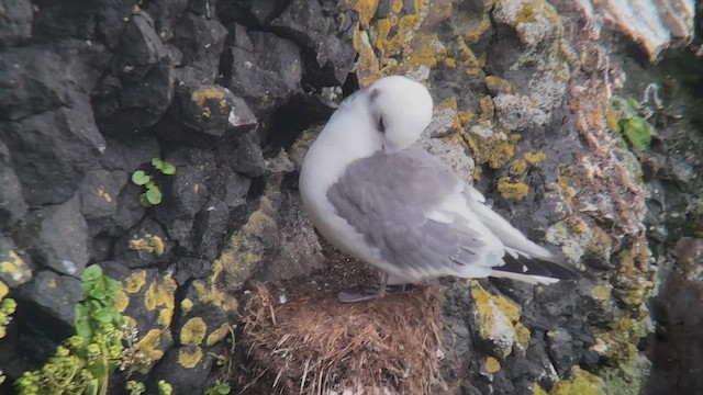 Red-legged Kittiwake - ML659410497