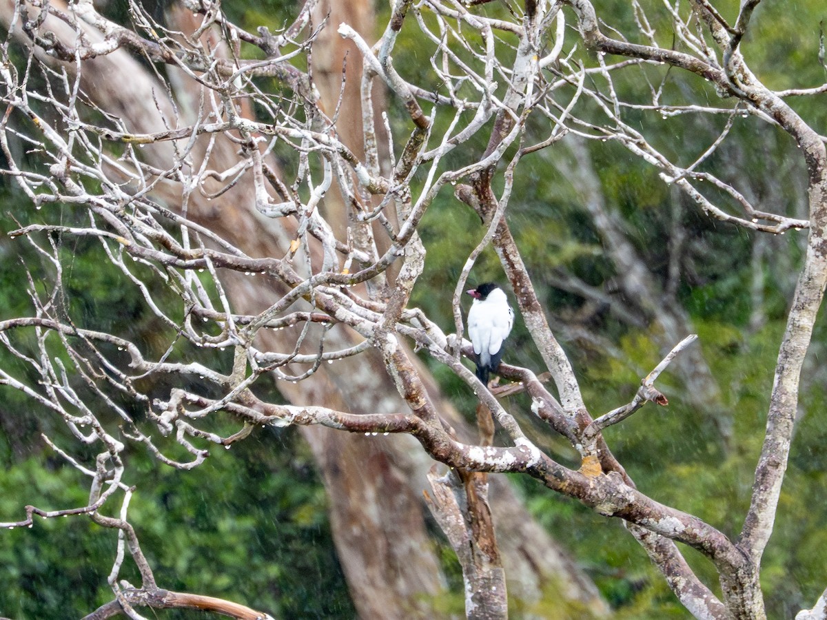 Black-tailed Tityra (Western) - ML659410605