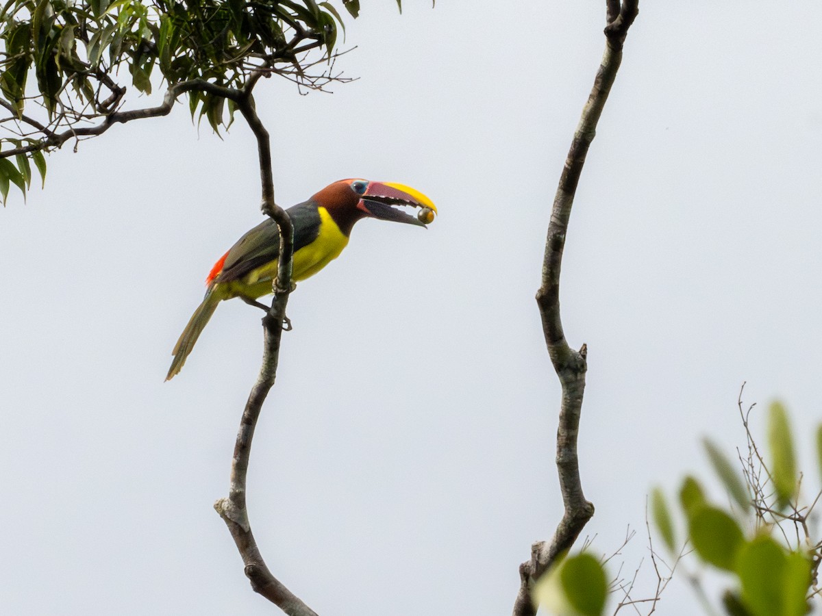 Green Aracari - ML659410620