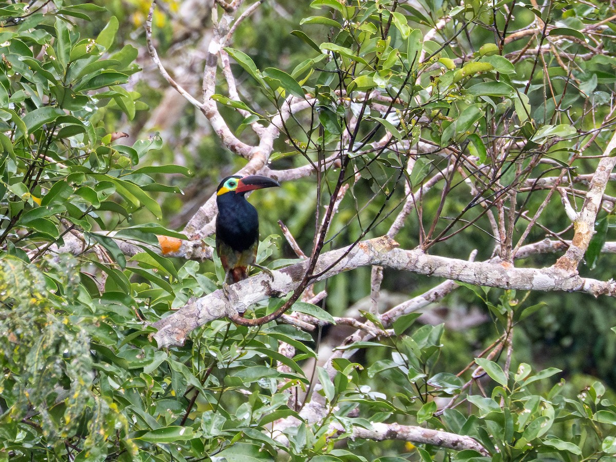 Guianan Toucanet - ML659410642