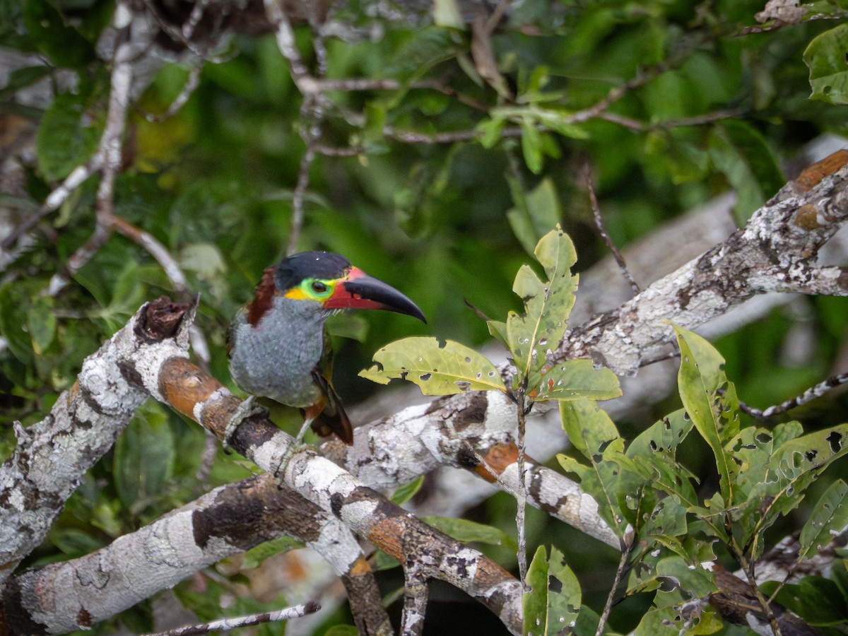 Guianan Toucanet - ML659410643