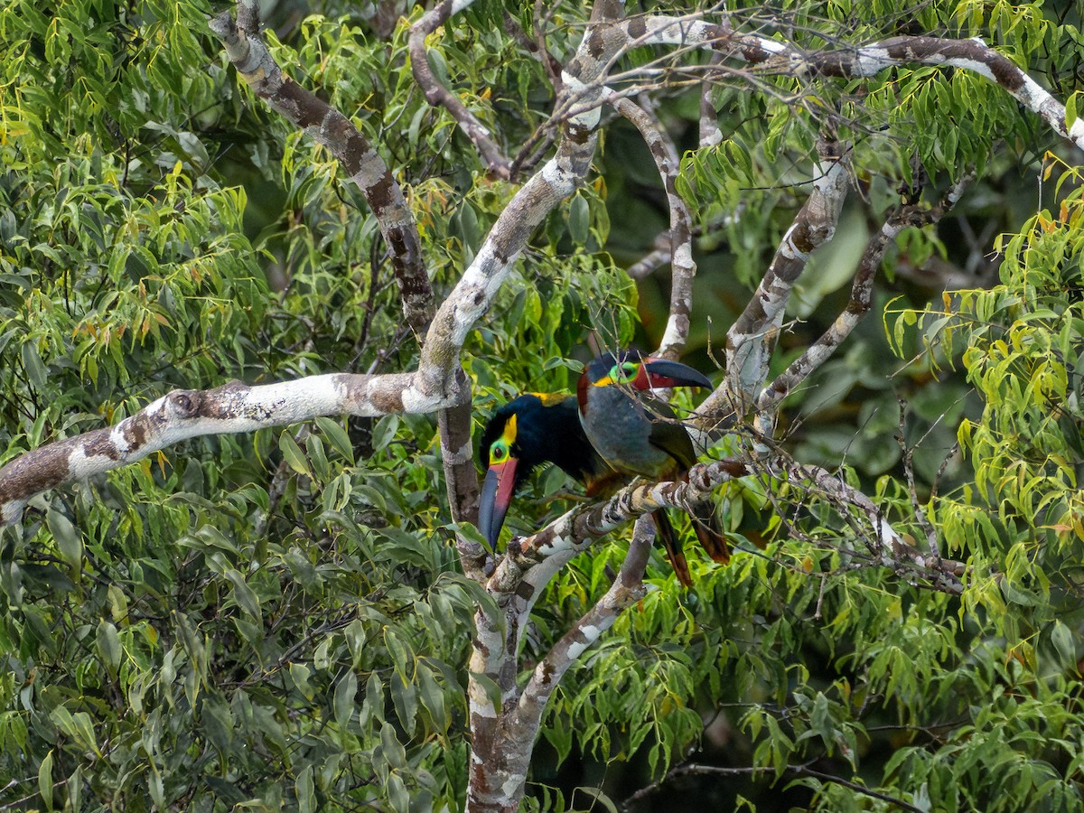 Guianan Toucanet - ML659410644